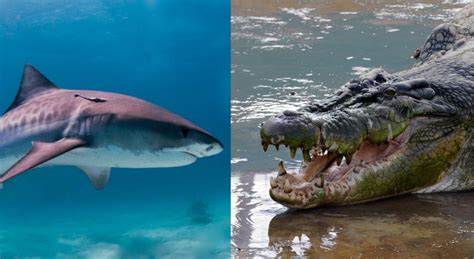 Crocodile vs Shark: Incredible Video Shows First Evidence of Predators Scavenging Together