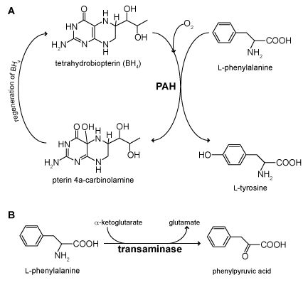 Phenylalanine hydroxylase