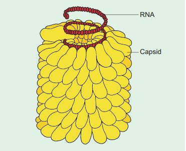 Tobacco Mosaic Virus (TMV) and its Structure - Botany