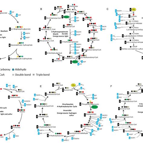 Six natural CO2-fixation pathways. A, Calvin cycle; B,... | Download Scientific Diagram