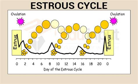 Estrous Cycle-Mechanism and Phases