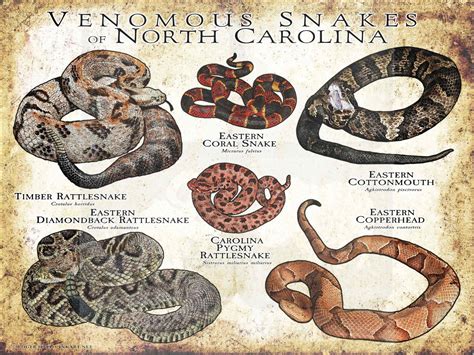 Venomous Snakes of North Carolina Poster Print