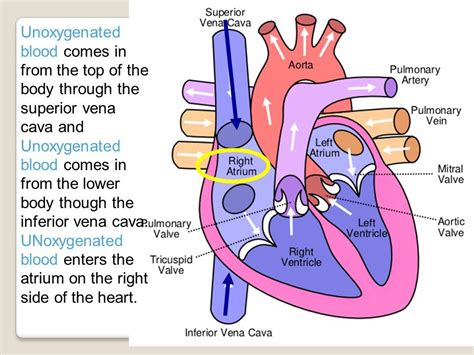 Human Anatomy Diagram Inferior Vena Cava Function Aortic Atrium Unoxygenated Blood Comes In ...