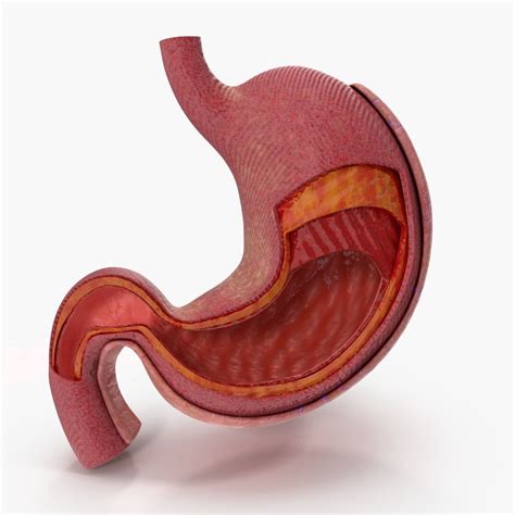 Human Stomach Anatomy Male : Abdomen Organs Arranged Planes Structure Anatomical Different ...