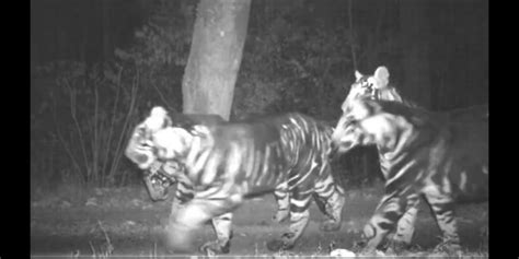 Four rare melanistic tigers caught on camera - OrissaPOST