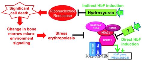 Targeting sickle cell disease root-cause pathophysiology with small molecules | Haematologica