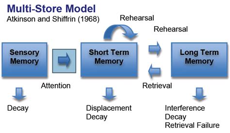 Psychology AS level (AQA) - Multi-Store Model of Memory