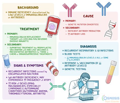 Hypogammaglobulinemia: What Is It, Causes, Treatment, and More | Osmosis