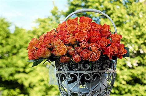 des roses, bouquet de roses, fleur, Floraison, Orange, romance, panier rose | Pikist