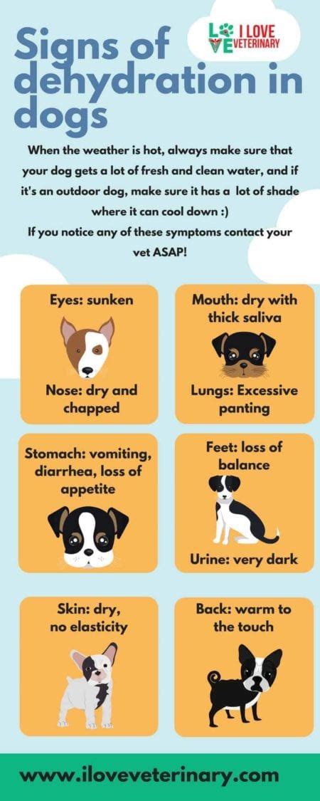 Signs of dehydration in dogs - I Love Veterinary