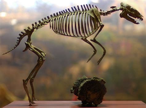 Hyracotherium – Fossil Horses