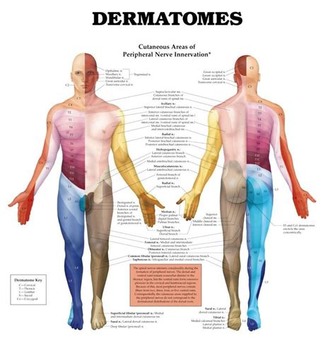 Myotome Map Dermatome And Myotome Map Images | Iridology, Physical therapy school, Learn ...