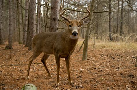 Canadian Geographic Photo Club - 10 Point Buck