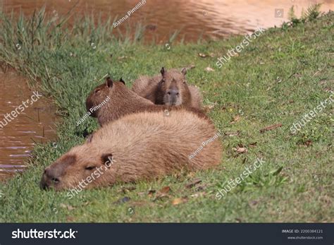 717 Capybara Sleeping Royalty-Free Photos and Stock Images | Shutterstock