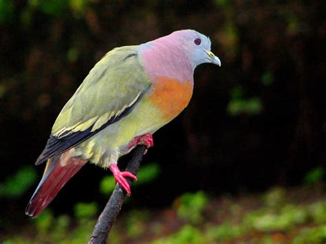 City Pigeons Take Note: the Pink-necked Green Pigeon is Hotter Than You ...