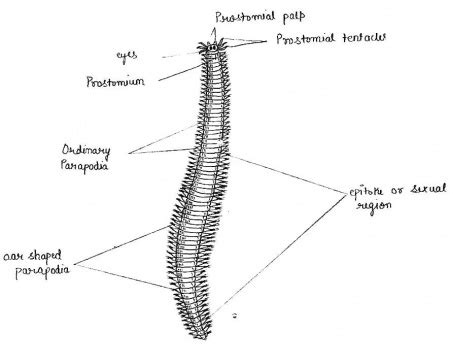 Department of Zoology at ANDC/Zoology Museum/Museum specimens/Annelida/Heteronereis - WikiEducator