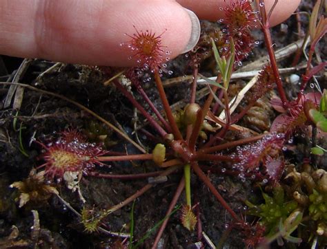 Sundew plant - Protecting the New Jersey Pinelands and Pine Barrens | Pinelands Preservation ...