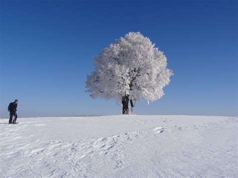 Free Images : tree, snow, cold, winter, frost, mountain range, weather ...