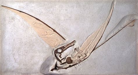 Rhamphorhynchus pterosaur fossil - Stock Image - C011/2251 - Science Photo Library