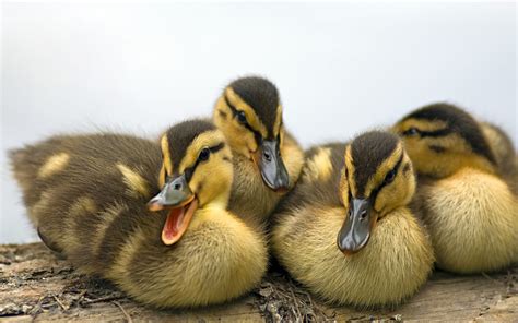 4 Patitos Acurrucados - Fondos de Pantalla HD - Wallpapers HD