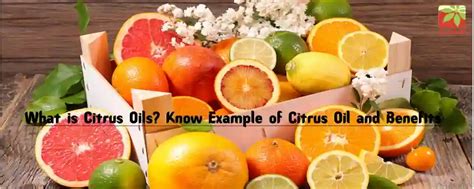 Citrus Oils Benefits - Example and Applications | AOS Blog