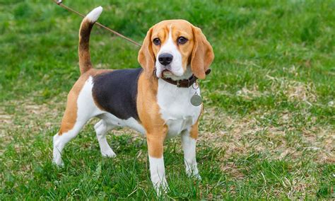 Perros beagle que son capaces de detectar con precisión el cáncer