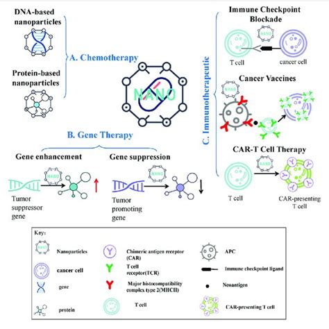 (PDF) Application Perspectives of Nanomedicine in Cancer Treatment