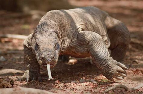 Komodo Dragon (Varanus komodoensis) | The Earth Times | Encyclopaedia