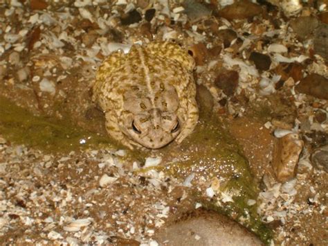 Fowler's Toad - FrogWatch