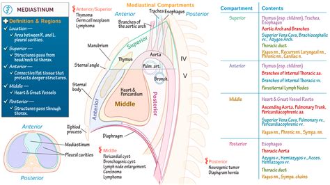 Gross Anatomy: The Mediastinum | ditki medical & biological sciences