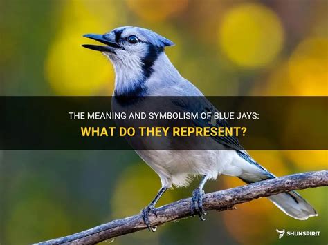 The Meaning And Symbolism Of Blue Jays: What Do They Represent? | ShunSpirit