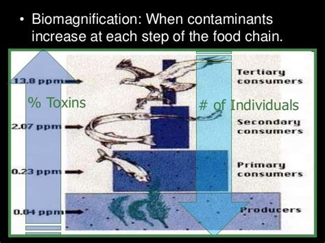 Biomagnification and Bioaccumulation Lesson PowerPoint, Food Chain, P…