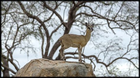 Best of the Best of African Wildlife Part 134 - YouTube