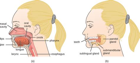 Anatomy and Normal Microbiota of the Digestive System · Microbiology