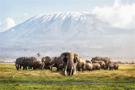 Amboseli National Park - Shadows Of Africa