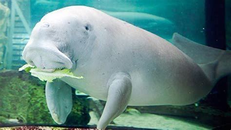 Dugong - Alchetron, The Free Social Encyclopedia