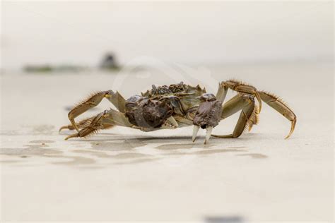 Chinese mitten crab on the floor - Nature Stock Photo Agency