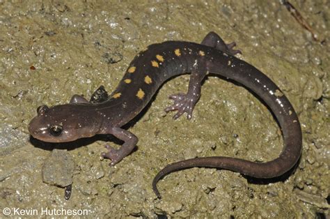 Yellow-spotted Woodland Salamander (Plethodon pauleyi)