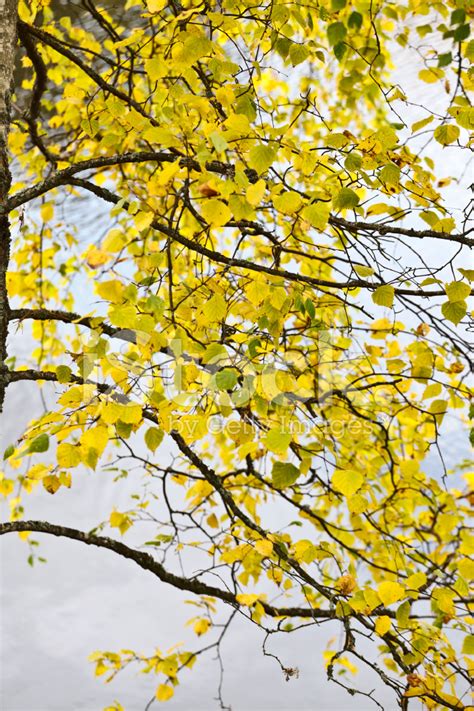 Yellow Birch Leaves Stock Photo | Royalty-Free | FreeImages