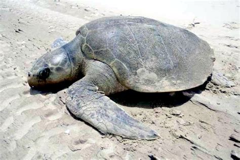 Kemp’s Ridley Sea Turtle – "OCEAN TREASURES" Memorial Library