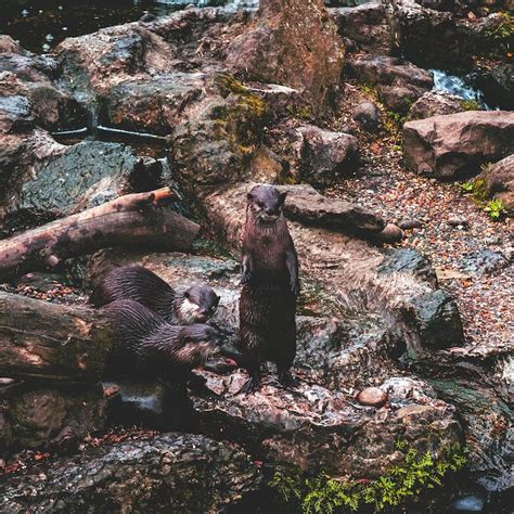 Exploring the Fascinating Otter Habitat: A Peek into their Aquatic World