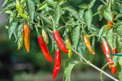 Chile de árbol – Capsicum annuum L. – Chilisorte