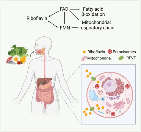 Riboflavin Transporter Deficiency - Transport Informations Lane