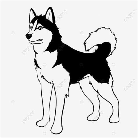 Siberian Husky Dog Vector, Dog Drawing, Sky Drawing, Husky Drawing PNG and Vector with ...