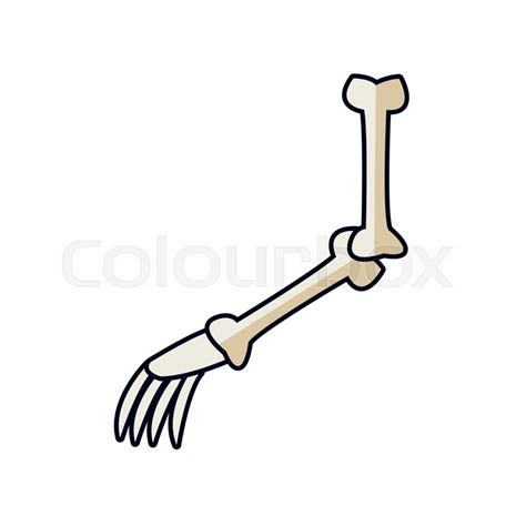 Cartoon arm bone part skeleton comic ... | Stock vector | Colourbox