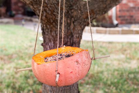 Easy DIY Pumpkin Bird Feeder | Perfect Family Activity