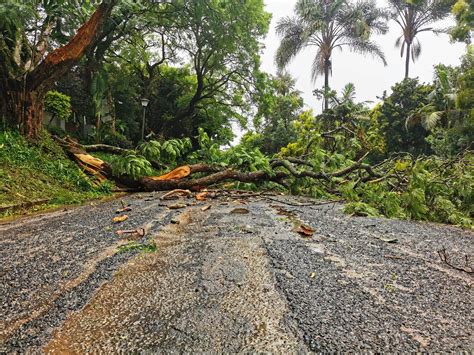 IN PHOTOS: Eloise uproots trees, floods streets in Mpumalanga ...