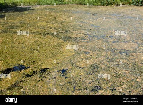 Algae bloom in a freshwater lake Stock Photo - Alamy