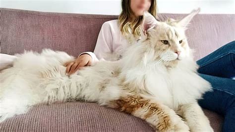 Types of Largest Cat Breeds