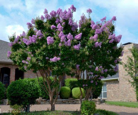 Catawba Purple: Matures 10-20′ - Crape Myrtle Guy